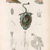 Mollusques: 1. Tonne perdrix; 2.- 8. Son anatomie; 9. Tonne pelure d' oigno; 10. Tonne cassidiforme; 11. Son anatomie.