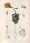 Mollusques: 1. Tonne perdrix; 2.- 8. Son anatomie; 9. Tonne pelure d' oigno; 10. Tonne cassidiforme; 11. Son anatomie.