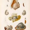 Mollusques: 1.- 6. Casque tricoté et son anatomie; 7. 8. Casque Frangé. N.; 9.- 13. Casque Bézoar, femelle.