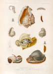 Mollusques: 1.- 6. Casque tricoté et son anatomie; 7. 8. Casque Frangé. N.; 9.- 13. Casque Bézoar, femelle.