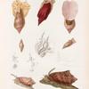 Mollusques: 1. 2. Volute ondulée; 3. Volute chuve-souris (femelle); 4. 5. Variété de la méme plus grande; 6. Volute robe-turque; 7. 8. Volute pyramidale. N.; 9.- 11. Anatomie de Volute.
