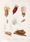 Mollusques: 1. 2. Volute ondulée; 3. Volute chuve-souris (femelle); 4. 5. Variété de la méme plus grande; 6. Volute robe-turque; 7. 8. Volute pyramidale. N.; 9.- 11. Anatomie de Volute.