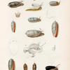 Mollusques: 1. Olive textiline. (Nouv-Guinée.); 2.- 4. Olive élegante. (Nouv-Guinée.); 5. 6. Olive sanguinolente. (Nouv-Guinée.); 7.- 17. Olive érythrostome. (Tonga-Tabou.); 18. 19. La mèm, variété. (Guam.); 20. 21. Olive maure. (Amboine.).