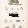 Mollusques: 1. 2. Porcelaine tigre. (Tonga-Tabou.); 3.- 6. Porcelaine anguleuse. (Tonga-Tabou.); 7. Porcelaine oviforme. (Nouv-Guinée.); 8. 9. Porcelaine à verrues. (Tonga-Tabou.); 10. 11. Porcelaine arlequine. (Tonga-Tabou.); 12. 13. Porcelaine rongée. (Tonga-Tabou.); 14. 15. Porcelaine téte-de-serpent. (Ile-de-France.).