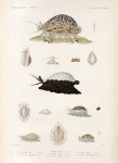 Mollusques: 1. 2. Porcelaine tigre. (Tonga-Tabou.); 3.- 6. Porcelaine anguleuse. (Tonga-Tabou.); 7. Porcelaine oviforme. (Nouv-Guinée.); 8. 9. Porcelaine à verrues. (Tonga-Tabou.); 10. 11. Porcelaine arlequine. (Tonga-Tabou.); 12. 13. Porcelaine rongée. (Tonga-Tabou.); 14. 15. Porcelaine téte-de-serpent. (Ile-de-France.).