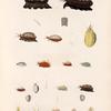 Mollusques: 1. Porcelaine taupe; 2.- 4. Porcelaine maure; 5. Porcelaine arabique; 6. 7. Porcelaine rougeole; 8. 9. Porcelaine neigeuse; 10. 11. Porcelaine grenue; 12. Porcelaine crible; 13. Porcelaine olivâtre; 14.- 16. Porcelaine anneau; 17. Porcelaine monnaie; 18. Porcelaine isabelle; 19.- 26. Porcelaine australe.