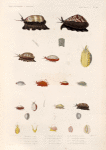 Mollusques: 1. Porcelaine taupe; 2.- 4. Porcelaine maure; 5. Porcelaine arabique; 6. 7. Porcelaine rougeole; 8. 9. Porcelaine neigeuse; 10. 11. Porcelaine grenue; 12. Porcelaine crible; 13. Porcelaine olivâtre; 14.- 16. Porcelaine anneau; 17. Porcelaine monnaie; 18. Porcelaine isabelle; 19.- 26. Porcelaine australe.