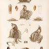 Mullusques: 1.- 3. Animal de poreelaine tigre (femelle.); 4. Anatomie de la mème (mâle.); 5.- 12. Aneillaire à sillons blancee (femelle.); 13.- 17. Aneillaire australe (mâle.); 18.- 20. Strombe lambis (femelle.); 21. Agathine mauritienne.