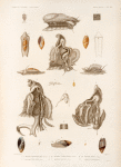 Mullusques: 1.- 3. Animal de poreelaine tigre (femelle.); 4. Anatomie de la mème (mâle.); 5.- 12. Aneillaire à sillons blancee (femelle.); 13.- 17. Aneillaire australe (mâle.); 18.- 20. Strombe lambis (femelle.); 21. Agathine mauritienne.