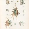 Mollusques: 1. 2. Strombe aile-deopapillion, femelle; 3. 4. Strombe grenouille, mâle; 6.- 11. Strombe lambis, mâle; 12. 13. Variété Strombe lambis; 14. Strombe bossu.