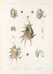 Mollusques: 1. 2. Strombe aile-deopapillion, femelle; 3. 4. Strombe grenouille, mâle; 6.- 11. Strombe lambis, mâle; 12. 13. Variété Strombe lambis; 14. Strombe bossu.
