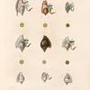 Mollusques: 1. 2. Strombe oreille de Diane; 3. 4. Strombe bouche de sang; 5. 6. Strombe plissé; 7. 9. Strombe de Vanikoro. N.; 10. 11. Strombe poule; 12. 13. Strombe fleuri; 14. 15. Strombe rubanné. N..