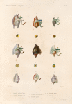 Mollusques: 1. 2. Strombe oreille de Diane; 3. 4. Strombe bouche de sang; 5. 6. Strombe plissé; 7. 9. Strombe de Vanikoro. N.; 10. 11. Strombe poule; 12. 13. Strombe fleuri; 14. 15. Strombe rubanné. N..