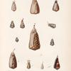 Mollusques: 1. Cône, Radis; 2. Cône, Tine; 3. Cône, MinimeCône; 4. 4'. Cône, Damier; 5. 5'. Cône, Hébraïque; 6. Cône, Verniculé; 7. Cône, de Banda; a. Pore acquifére; 8. 8'. Cône, Morsure-de-Puces; 9. Cône, Piqûre-de-Mouches; 10. 10'. Cône, Strié; 11. 11'. Côné, Nevet.