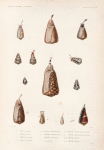 Mollusques: 1. Cône, Radis; 2. Cône, Tine; 3. Cône, MinimeCône; 4. 4'. Cône, Damier; 5. 5'. Cône, Hébraïque; 6. Cône, Verniculé; 7. Cône, de Banda; a. Pore acquifére; 8. 8'. Cône, Morsure-de-Puces; 9. Cône, Piqûre-de-Mouches; 10. 10'. Cône, Strié; 11. 11'. Côné, Nevet.