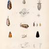 Mollusques: 1.- 3. Cône tulipe; 4.- 14. Son anatomie; 15.- 17. Cône draps d'or; 18. Cône sanguinolent. N.; 19.- 21. Cône kuvude mâle; 22.Cône lacté; 23. 24. Cône jaune. N..