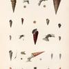 Mollusques: 1.- 3. Cérite ébene; 4.- 6. Cérite télescope; 7. Cérite de Sydney. N.; 8. Cérite turritelle. N.; 9. Cérite zonale. var.; 10. Cérite renflée. N.; 11.- 13. Cérite. N.;  14.- 16. Cérite cuiller; 17. Cérite bigarrée. N.; 18.- 21. Cérite obtuse; 22. 23. Cérite. N.; 24.- 26. Turritelle rosée. N.; 27. 28. Turritelle céritiforme. N.; 29. 30.Turritelle granuleuse. N.