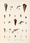 Mollusques: 1.- 3. Cérite ébene; 4.- 6. Cérite télescope; 7. Cérite de Sydney. N.; 8. Cérite turritelle. N.; 9. Cérite zonale. var.; 10. Cérite renflée. N.; 11.- 13. Cérite. N.;  14.- 16. Cérite cuiller; 17. Cérite bigarrée. N.; 18.- 21. Cérite obtuse; 22. 23. Cérite. N.; 24.- 26. Turritelle rosée. N.; 27. 28. Turritelle céritiforme. N.; 29. 30.Turritelle granuleuse. N.