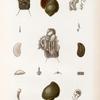 Ampullaire de Célèbes avec son anatomie.