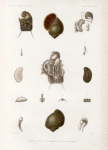 Ampullaire de Célèbes avec son anatomie.
