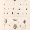 Mollusques: 1.- 5. Paludine, à Côtes. N.; 6.- 8. Paludine, Ventrue. N.; 9.- 12. Paludine, Noire. N.; 13.- 15. Paludin, Buccinoïde. N.; 16.- 18. Lymnée, Verte. N.; 19. 20. Physe de Tonga. N.; 21. 22. Variéte plus petite. N.; 23. 24. Physe, Grorgienne. N.; 25. -34. Navicelle, Elliptique; 35.- 38. Ancyle, Striée. N.; 39. Planorbe dee Tondano. N.
