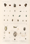 Mollusques: 1.- 5. Paludine, à Côtes. N.; 6.- 8. Paludine, Ventrue. N.; 9.- 12. Paludine, Noire. N.; 13.- 15. Paludin, Buccinoïde. N.; 16.- 18. Lymnée, Verte. N.; 19. 20. Physe de Tonga. N.; 21. 22. Variéte plus petite. N.; 23. 24. Physe, Grorgienne. N.; 25. -34. Navicelle, Elliptique; 35.- 38. Ancyle, Striée. N.; 39. Planorbe dee Tondano. N.