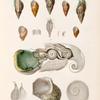 Mollusques: 1.- 7. Phasianelle, Bulimoïde. LK.; 8. 9. Phasianelle, Ventrue. N.; 10.- 16. Turbo Marbré.