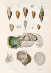 Mollusques: 1.- 7. Phasianelle, Bulimoïde. LK.; 8. 9. Phasianelle, Ventrue. N.; 10.- 16. Turbo Marbré.