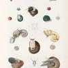 Mollusques: 1.-5. Turbo tubereculeux. N.; 6.- 8. Turbo émeraude; 9.- 14. Turbo ondulé, abec son anatomie; 15.- 18. Turbo à collier; 19.- 23. Turbo de Cook.