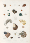Mollusques: 1.-5. Turbo tubereculeux. N.; 6.- 8. Turbo émeraude; 9.- 14. Turbo ondulé, abec son anatomie; 15.- 18. Turbo à collier; 19.- 23. Turbo de Cook.