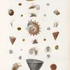 Mollusques: 1.- 4. Turbo impérial; 5.- 7. Turbo stellaire; 8.- 12. Turbo frange; 13.- 18. Turbo à fissure; 19.- 21. Troque obélisque; 22.- 26. Troque élancé; 27.- 31. Roulette lineolée. N.; 32. 33. Roulette de Guam. N..