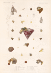 Mollusques: 1. Troque nilotique; 2.- 4. Troque pagode avec son anatomie; 5.- 7. Troque nain; 8.- 11. Troque jaune avec son anatomie; 12.- 14. Troque palati; 15.- 19. Troque dorg trois variétéd; 20.- 22. Cadran strié; 23. 24. Cadran bigarre; 25. 26. Cadran tacheté; 27. 28. Dauphinale lacinicé.
