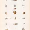 Mollusques: 1.- 3. Natice bouche-noire. (Tonga-Tabou.); 4.- 8. Natice mélanostomoïde. (N.-Guinée.); 9. Natice petite-bouche. (N.-Hollande.); 11. 12. Natice zélandaise. (Nouv.-Zélande.); 13.- 15. Natice plombée. (Nouv.-Hollande.); 16.- 17. Natice pluriseriale. (Tonga-Tabou.); 18. 19. sa variété. (Nouv.-Guinée.); 20. 21. Natice costulée. (Moluques); 22. 23. Natice ombiliquée. (Nouv.-Hollande.).