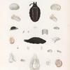 Mollusques: 1.- 3. Cryptostome zonal. (Nouv.-Hollande.); 4.- 8. Sigaret de Tonga. (Tonga-Tabou.); 9. Sigarel de Maurice. (Ile-de-France.); 10.- 12. Stomatelle noire. (Tonga-Tabou.); 13.- 16. Stomatelle tachetée. (Vanikoro.); 17.- 19. Stomatelle auricule. (Nouv.-Hollande.); 20.- 22. Vélutine cancellée. (Vanikoro.).