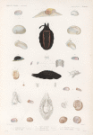 Mollusques: 1.- 3. Cryptostome zonal. (Nouv.-Hollande.); 4.- 8. Sigaret de Tonga. (Tonga-Tabou.); 9. Sigarel de Maurice. (Ile-de-France.); 10.- 12. Stomatelle noire. (Tonga-Tabou.); 13.- 16. Stomatelle tachetée. (Vanikoro.); 17.- 19. Stomatelle auricule. (Nouv.-Hollande.); 20.- 22. Vélutine cancellée. (Vanikoro.).