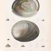 Mollusques: 1. 2. Hatiotide blanchatre. N.; 3. 4. Fissurelle de Tonga. N.; 5. 6. Fissurelle Pralya. N.; 7. 8. Emarginule de Panhi. N.; 9. 10. Emarginule australe. N.; 13. 14. sa variété. N.; 15. 16. Emarginule parmaphoïde. N.; 17. 18. Emarginule rugueuse. N.; 19. 20. Emarginule de Vanikoro. N.; 21. 22. Emarginule striatule. N..