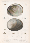 Mollusques: 1. 2. Hatiotide blanchatre. N.; 3. 4. Fissurelle de Tonga. N.; 5. 6. Fissurelle Pralya. N.; 7. 8. Emarginule de Panhi. N.; 9. 10. Emarginule australe. N.; 13. 14. sa variété. N.; 15. 16. Emarginule parmaphoïde. N.; 17. 18. Emarginule rugueuse. N.; 19. 20. Emarginule de Vanikoro. N.; 21. 22. Emarginule striatule. N..