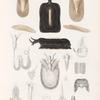 Mollusques: 1.- 4. Parmophore austral; 5.- 16. Parmophore bombé. N.  avec ses détails anatomiques; 17. 18. Parmophore imbriqué. N..