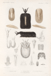 Mollusques: 1.- 4. Parmophore austral; 5.- 16. Parmophore bombé. N.  avec ses détails anatomiques; 17. 18. Parmophore imbriqué. N..