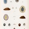 Mollusques: 1.- 3. Patelle en bateau; 4.- 6. Patelle bleue, var.; 7. 8. Patelle seutellaire; 9. 11. Patelle flexueuse. N.; 12. 15. Patelle granulaire; 16. 17. Patelle argentée.; 18.- 20. Patelle stellulaire; 21. sa variété; 22. 23. Patelle à neuf rayons.