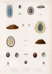 Mollusques: 1.- 3. Patelle en bateau; 4.- 6. Patelle bleue, var.; 7. 8. Patelle seutellaire; 9. 11. Patelle flexueuse. N.; 12. 15. Patelle granulaire; 16. 17. Patelle argentée.; 18.- 20. Patelle stellulaire; 21. sa variété; 22. 23. Patelle à neuf rayons.