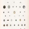 Mollusques: 1.- 4. Patelloïde. N.; 5.- 7. Patelloïde eb cône. N.; 8.- 11. Patelloïde striée. N.; 12.- 14. Patelloïde allongée. N.; 13.- 24. Patelloïde flammée. N.; 25.- 27. Patelloïde cabochon. N.; 28.- 30. Patelloïde fragile. N.; 31.- 35. Patelloïde orbiculaire. N.; 36. 37. Patelloïde rugueuse. N.; 38. 39. Patelloïde écailleuse. N.; 40.- 42. Patelloïde. N.; 43. 44. Patelloïde septiforme. N..