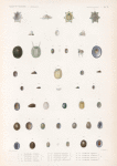 Mollusques: 1.- 4. Patelloïde. N.; 5.- 7. Patelloïde eb cône. N.; 8.- 11. Patelloïde striée. N.; 12.- 14. Patelloïde allongée. N.; 13.- 24. Patelloïde flammée. N.; 25.- 27. Patelloïde cabochon. N.; 28.- 30. Patelloïde fragile. N.; 31.- 35. Patelloïde orbiculaire. N.; 36. 37. Patelloïde rugueuse. N.; 38. 39. Patelloïde écailleuse. N.; 40.- 42. Patelloïde. N.; 43. 44. Patelloïde septiforme. N..