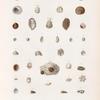 Mollusques: 1.- 5. Crépidule tomenteuse; 6.- 9. Crépidule maculée; 10.- 12. Crépidule à côtes; 13. 14. Crépidule du Cap; 15. 16. Crépidule contournée; 17. 18. Calyptrée de Tonga; 19. 20. Calyptrée cabochon; 21. 22.Calyptrée de Vanikoro; 23. 24. Savariété; 25.- 34. Hipponice australe; 35. 36. Hipponice pointue; 37. 38. Sa variété; 39. 40. Hipponice; 41.- 46. Hipponice feuilletée.