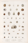 Mollusques: 1.- 5. Crépidule tomenteuse; 6.- 9. Crépidule maculée; 10.- 12. Crépidule à côtes; 13. 14. Crépidule du Cap; 15. 16. Crépidule contournée; 17. 18. Calyptrée de Tonga; 19. 20. Calyptrée cabochon; 21. 22.Calyptrée de Vanikoro; 23. 24. Savariété; 25.- 34. Hipponice australe; 35. 36. Hipponice pointue; 37. 38. Sa variété; 39. 40. Hipponice; 41.- 46. Hipponice feuilletée.