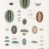 Mollusques: 1.- 3. Oscabrion aiguillonne. Gm.; 6. Oscabrion variété. A.; 7.- 11. Oscabrion glauque. N.; 12.- 16. Oscabrion birameux. N.; 17.- 22. Oscabrion peau de serpent. N.; 23.- 28. Oscabrion vert.. N.; 29.- 32. Oscabrion lamelleux. N.; 33. 34. Oscabrion marron. N.; 35. 36. Oscabrion tulipe. N..