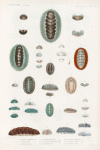 Mollusques: 1.- 3. Oscabrion aiguillonne. Gm.; 6. Oscabrion variété. A.; 7.- 11. Oscabrion glauque. N.; 12.- 16. Oscabrion birameux. N.; 17.- 22. Oscabrion peau de serpent. N.; 23.- 28. Oscabrion vert.. N.; 29.- 32. Oscabrion lamelleux. N.; 33. 34. Oscabrion marron. N.; 35. 36. Oscabrion tulipe. N..