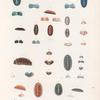 Mollusques: 1.- 6. Ostabrion pirogue. N.; 7.- 9. Le même variété A. N.; 10.- 12. Idem var B. N.; 13.- 16. Le même variété C. N.; 17. 18. Le même variété  D. N.; 19.- 24. Oscabrion guilloche. N.; 25.- 30. Oscabrion Georgien. N.; 31.- 36. Oscabrion sillonné. N.; 37.- 42. Oscabrion cannelé. N., 43.- 47. Oscabrion parqueté. N..