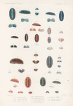 Mollusques: 1.- 6. Ostabrion pirogue. N.; 7.- 9. Le même variété A. N.; 10.- 12. Idem var B. N.; 13.- 16. Le même variété C. N.; 17. 18. Le même variété  D. N.; 19.- 24. Oscabrion guilloche. N.; 25.- 30. Oscabrion Georgien. N.; 31.- 36. Oscabrion sillonné. N.; 37.- 42. Oscabrion cannelé. N., 43.- 47. Oscabrion parqueté. N..