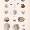 Mollusques: 1.- 3. Peigne bombé; 4.- 6. Peigne feuilletée; 7.- 10. Lime enflée; 11. 12. Lime linguatule; 13. 14. Huître épineuse; 15.- 21. Houlette spondyloïde.